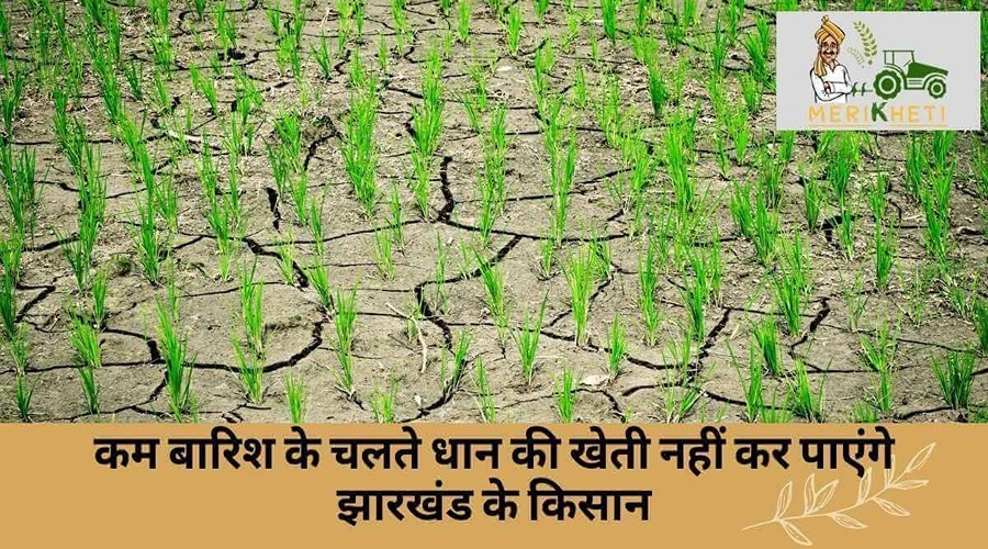 कम बारिश के चलते धान की खेती नहीं कर पाएंगे झारखंड के किसान