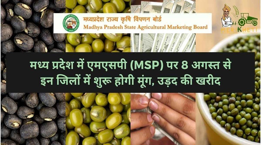 मध्य प्रदेेश में एमएसपी (MSP) पर 8 अगस्त से इन जिलों में शुरू होगी मूंग, उड़द की खरीद