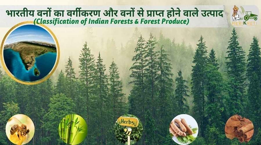 भारत के वनों के प्रकार और वनों से मिलने वाले उत्पाद