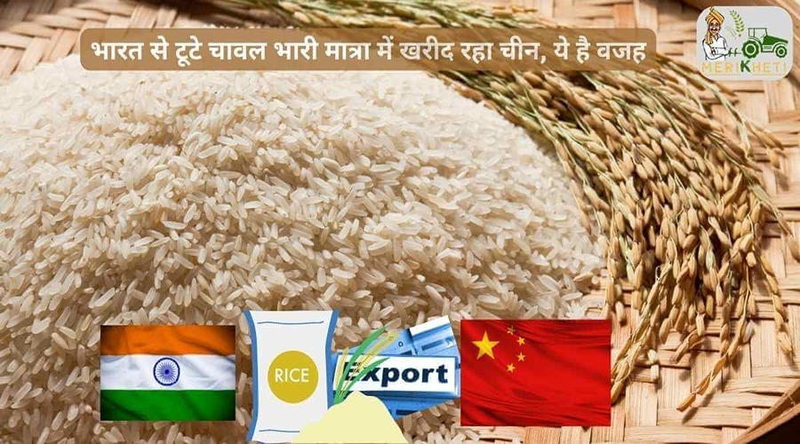 भारत से टूटे चावल भारी मात्रा में खरीद रहा चीन, ये है वजह