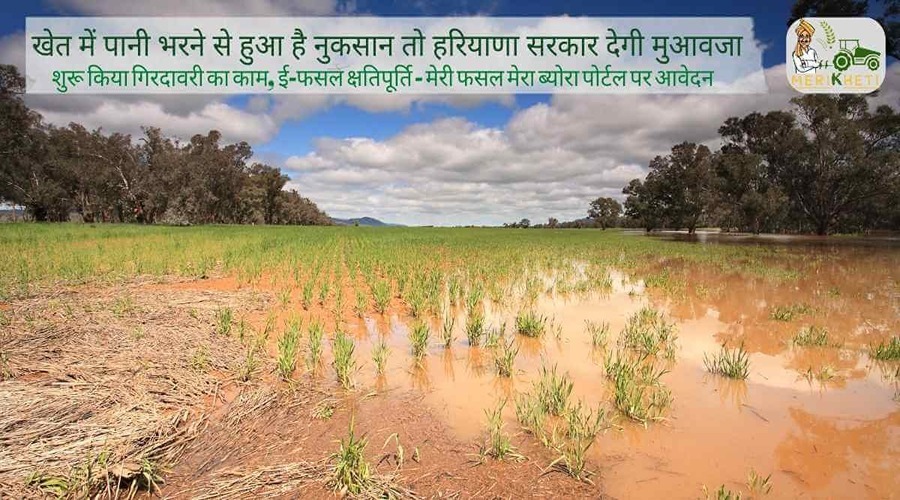 खेत में पानी भरने से हुआ है नुकसान, तो सरकार देगी मुआवजा, ऐसे करें आवेदन