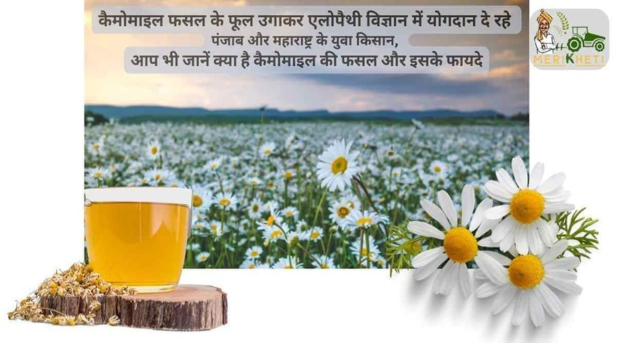 कैमोमाइल फसल के फूल उगाकर एलोपैथी विज्ञान में योगदान दे रहे पंजाब और महाराष्ट्र के युवा किसान, आप भी जानें क्या है कैमोमाइल की फसल और इसके फायदे
