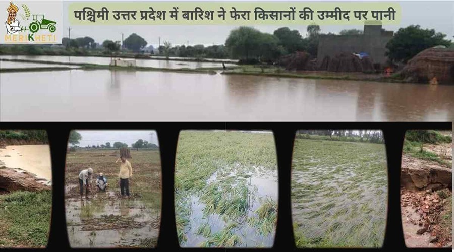 पश्चिमी उत्तर प्रदेश में बारिश ने फेरा किसानों की उम्मीद पर पानी
