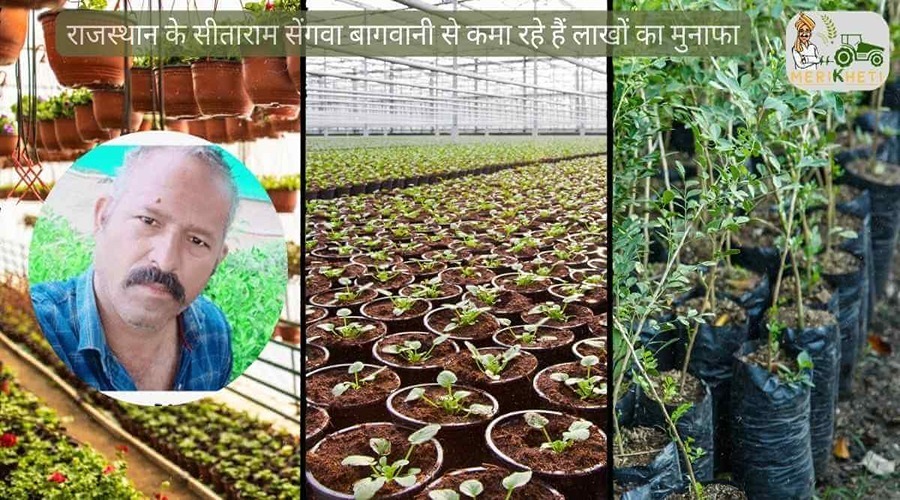 राजस्थान के सीताराम सेंगवा बागवानी से कमा रहे हैं लाखों का मुनाफा