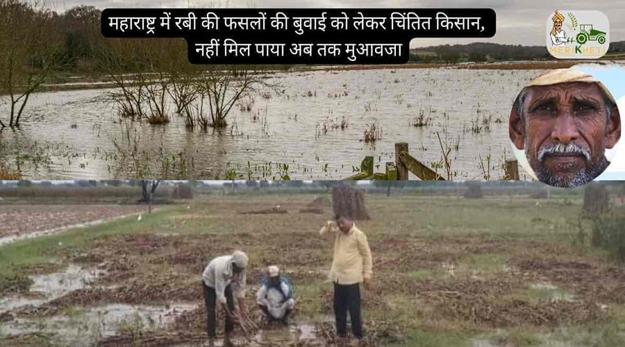 महाराष्ट्र में रबी की फसलों की बुवाई को लेकर चिंतित किसान, नहीं मिल पाया अब तक मुआवजा