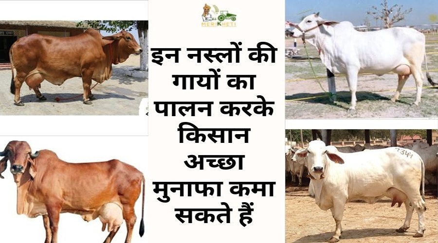 इन नस्लों की गायों का पालन करके किसान अच्छा मुनाफा कमा सकते हैं