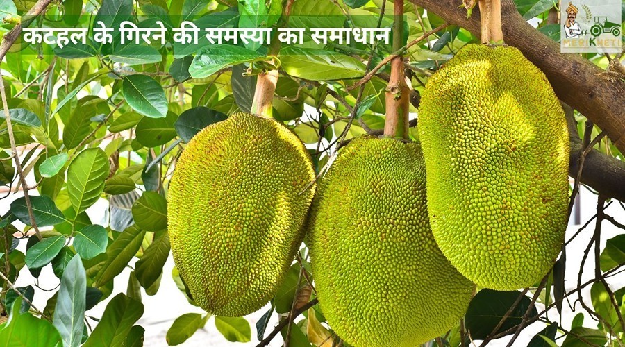 कटहल के फल गिरने से रोकथाम