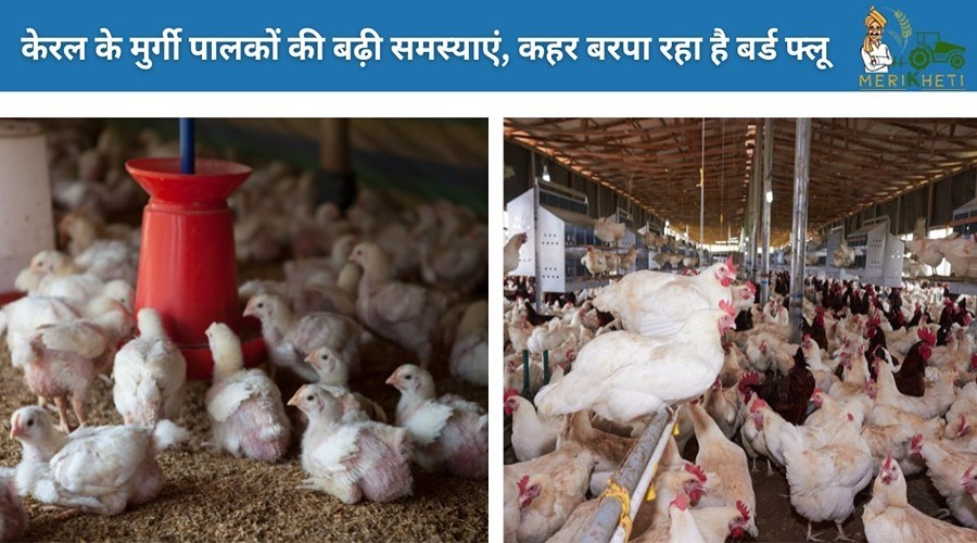 केरल के मुर्गी पालकों की बढ़ी समस्याएं, कहर बरपा रहा है बर्ड फ्लू (Bird Flu)