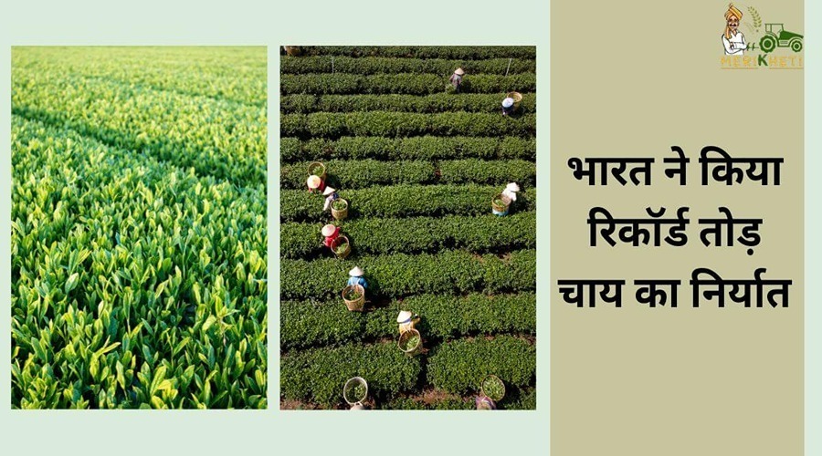 भारत ने किया रिकॉर्ड तोड़ चाय का निर्यात