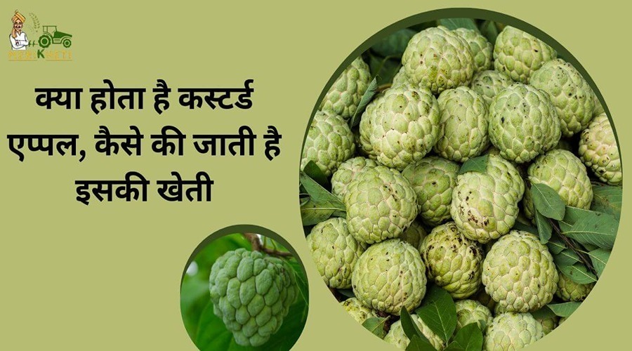 क्या होता है कस्टर्ड एप्पल (Custard Apple), कैसे की जाती है इसकी खेती