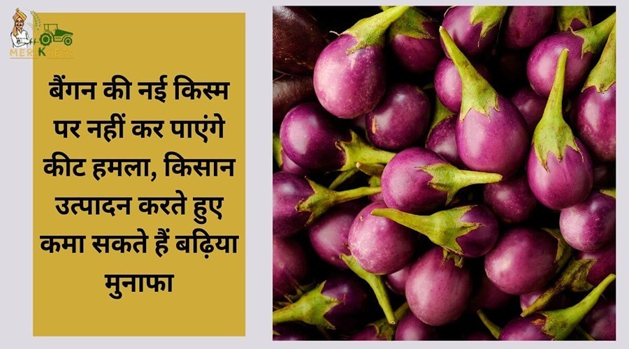 बैंगन की नई किस्म पर नहीं कर पाएंगे कीट हमला, किसान उत्पादन करते हुए कमा सकते हैं बढ़िया मुनाफा