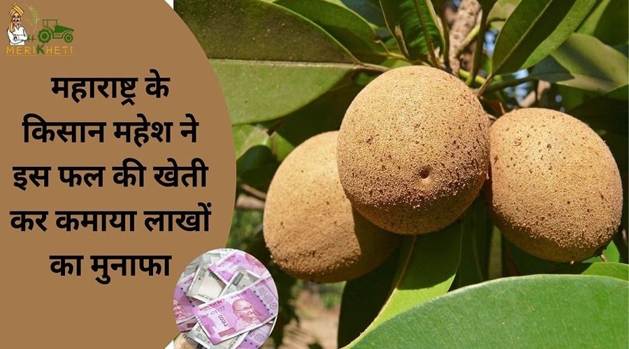 महाराष्ट्र के किसान महेश ने इस फल की खेती कर कमाया लाखों का मुनाफा