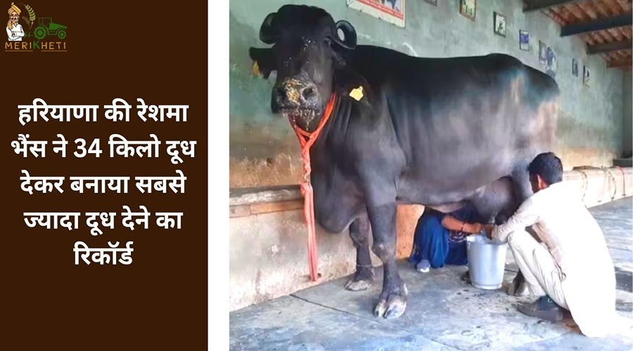 हरियाणा की रेशमा भैंस ने 34 किलो दूध देकर बनाया सबसे ज्यादा दूध देने का रिकॉर्ड