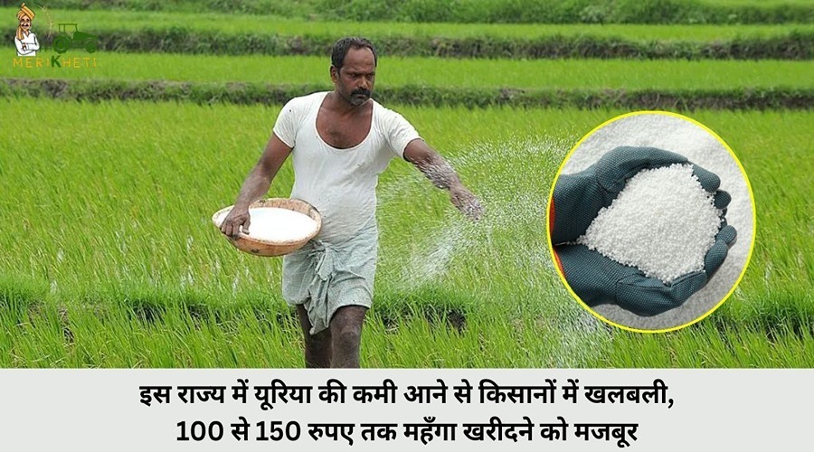 इस राज्य में यूरिया की कमी आने से किसानों में खलबली, 100 से 150 रुपए तक महँगा खरीदने को मजबूर