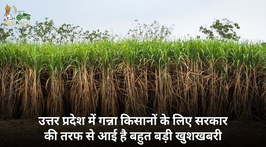 उत्तर प्रदेश में गन्ना किसानों के लिए सरकार की तरफ से आई है बहुत बड़ी खुशखबरी