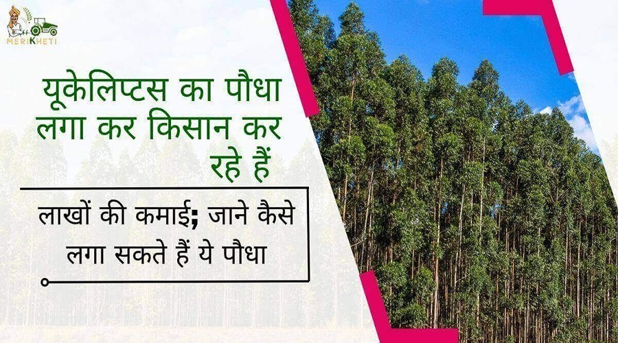 यूकेलिप्टस का पौधा लगा कर किसान कर रहे हैं लाखों की कमाई; जाने कैसे लगा सकते हैं ये पौधा