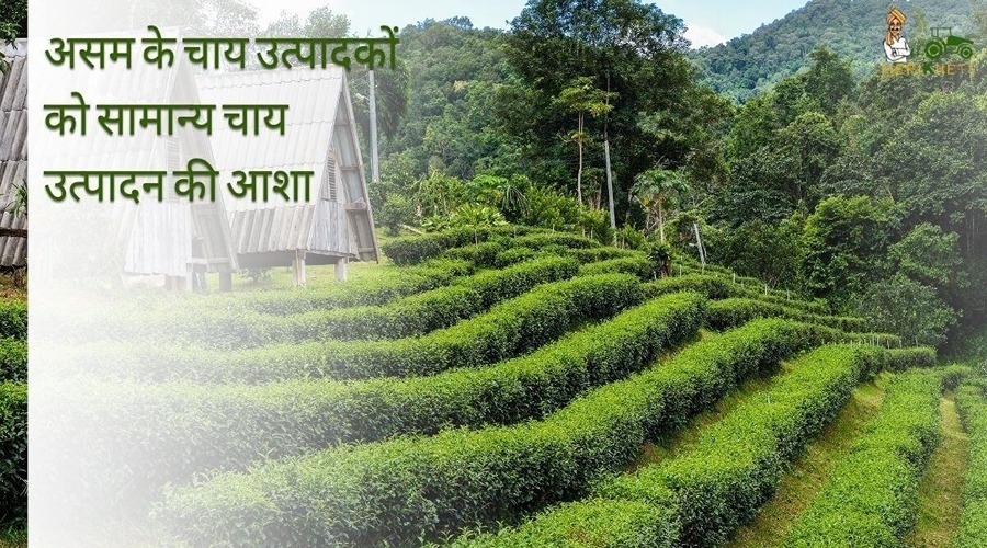 असम के चाय उत्पादकों को सामान्य चाय उत्पादन की आशा