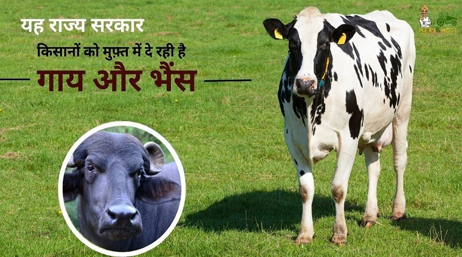 यह राज्य सरकार किसानों को मुफ़्त में दे रही है गाय और भैंस