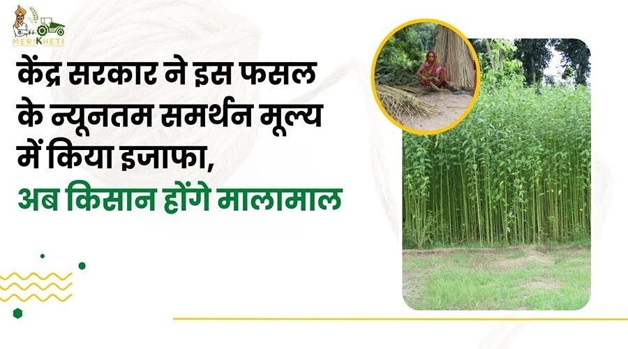 केंद्र सरकार ने इस फसल के न्यूनतम समर्थन मूल्य में किया इजाफा, अब किसान होंगे मालामाल