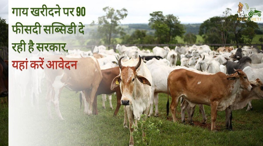 गाय खरीदने पर 90 फीसदी सब्सिडी दे रही है सरकार, यहां करें आवेदन