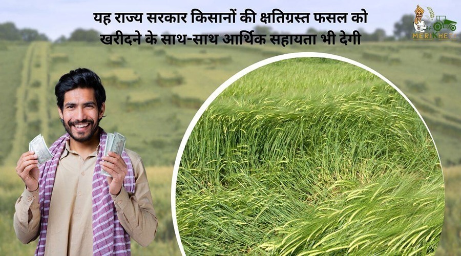 यह राज्य सरकार किसानों की क्षतिग्रस्त फसल को खरीदने के साथ-साथ आर्थिक सहायता भी देगी 
