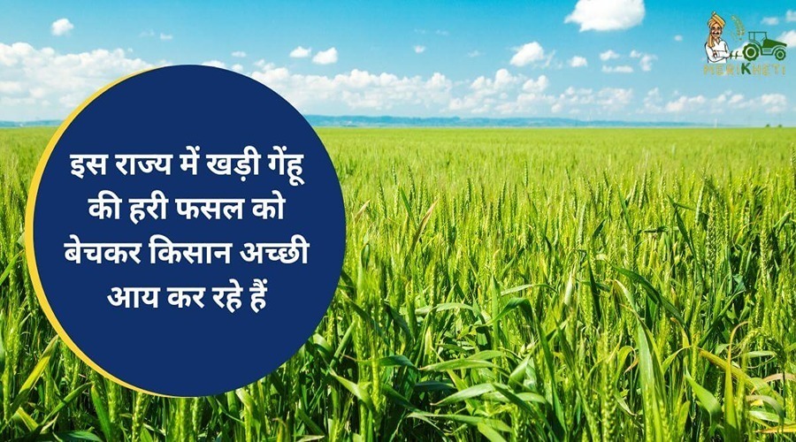 इस राज्य में खड़ी गेहूं की हरी फसल को बेचकर किसान अच्छी आय कर रहे हैं