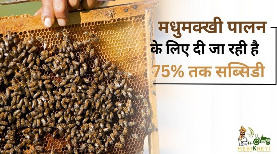 मधुमक्खी पालन के लिए दी जा रही है 75% तक सब्सिडी, जाने किसान कैसे उठा सकते हैं इसका लाभ