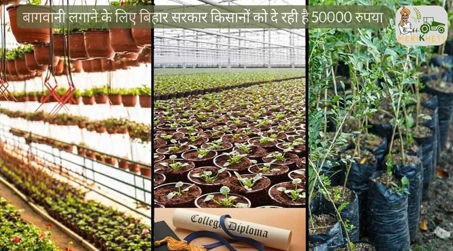 इस राज्य में किसानों को निःशुल्क पौधे, 50 हजार रुपये की अनुदानित राशि भी प्रदान की जाएगी
