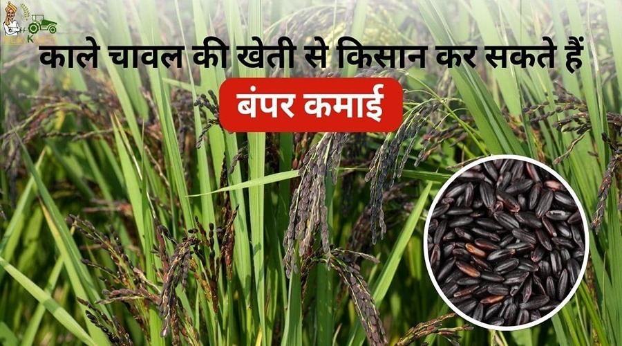 काले चावल की खेती से किसान बंपर कमाई कर सकते हैं, इतने रुपये किलो बिकता है काला चावल।