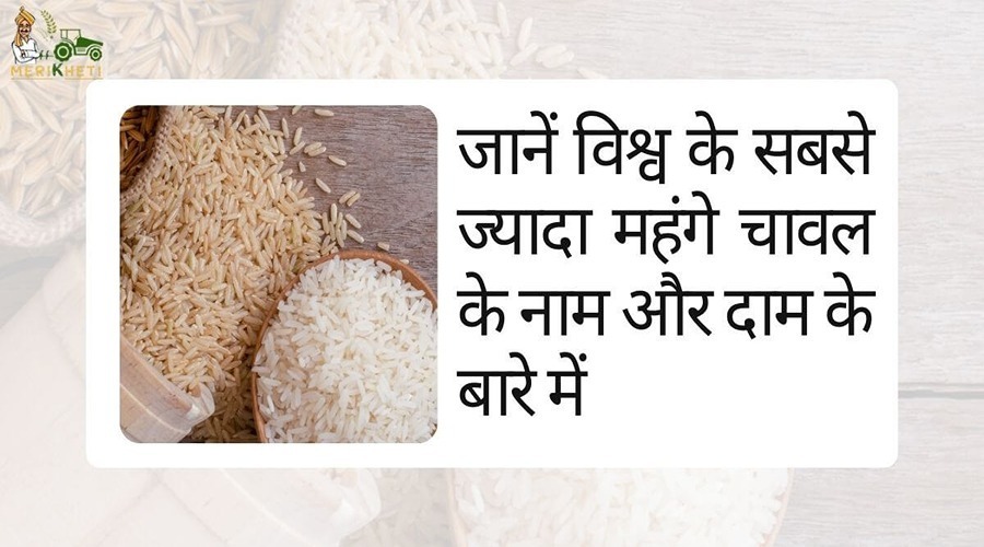 जानें विश्व के सबसे ज्यादा महंगे चावल के नाम और दाम के बारे में