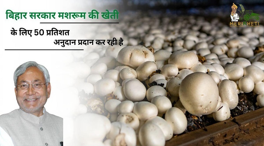 बिहार सरकार मशरूम की खेती के लिए 50 प्रतिशत अनुदान प्रदान कर रही है