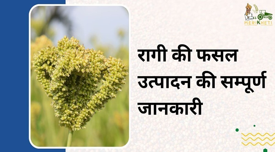 रागी की फसल उत्पादन की सम्पूर्ण जानकारी (Ragi Ki Kheti and Finger Millet Farming in Hindi)