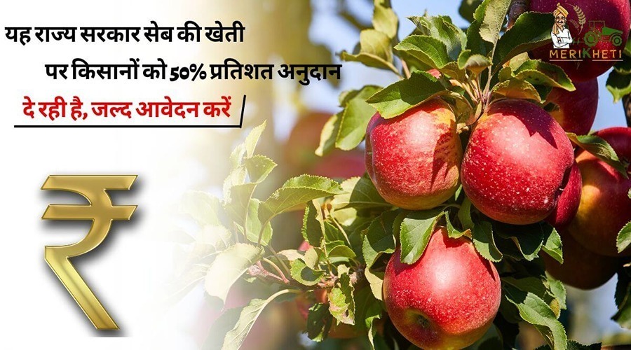 यह राज्य सरकार सेब की खेती पर किसानों को 50% प्रतिशत अनुदान दे रही है, जल्द आवेदन करें