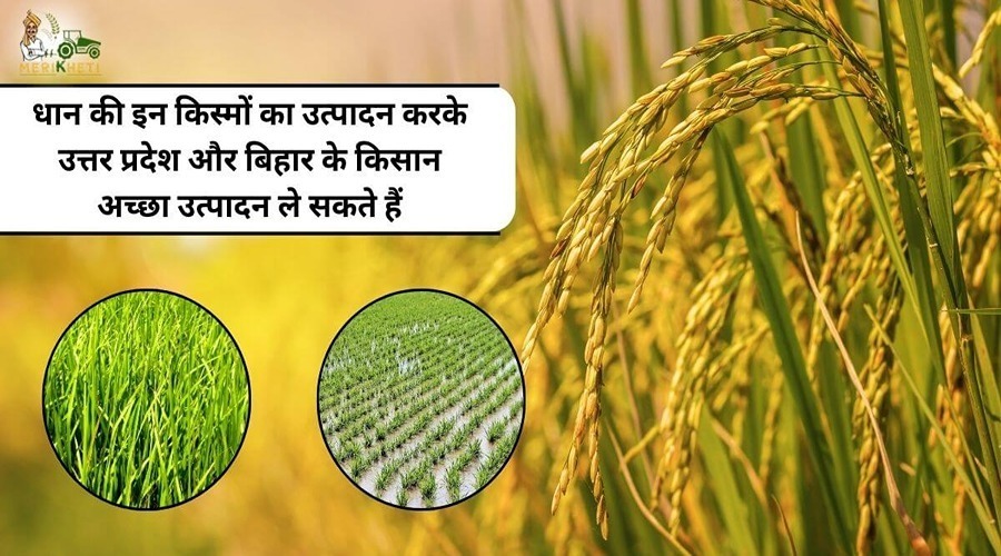 धान की इन किस्मों का उत्पादन करके उत्तर प्रदेश और बिहार के किसान अच्छा उत्पादन ले सकते हैं