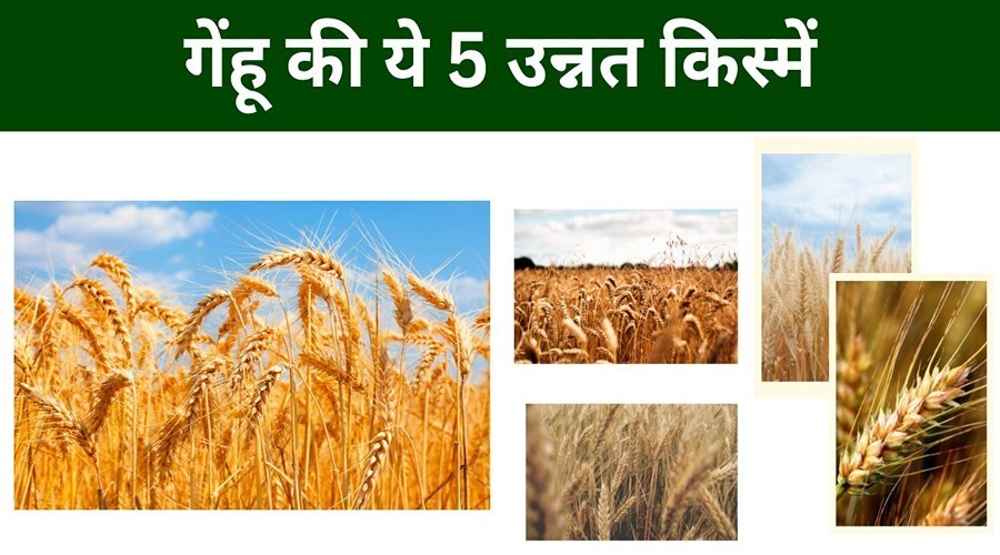 These 5 improved varieties of wheat can give farmers a yield of up to 81 quintals. 