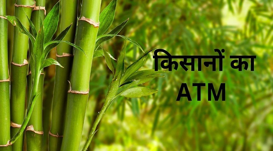  Let's know why bamboo is called the ATM of farmers?
