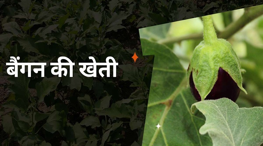 Brinjal farming: complete information about brinjal farming 