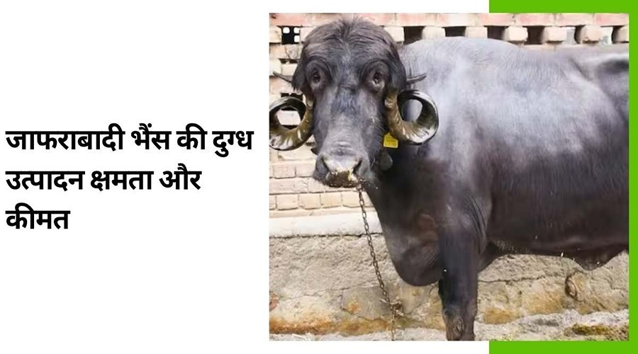 Milk production capability and price of jafarabadi buffaloes
