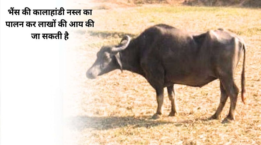 By rearing Kalahandi breed of buffalo, one can earn lakhs of rupees.
