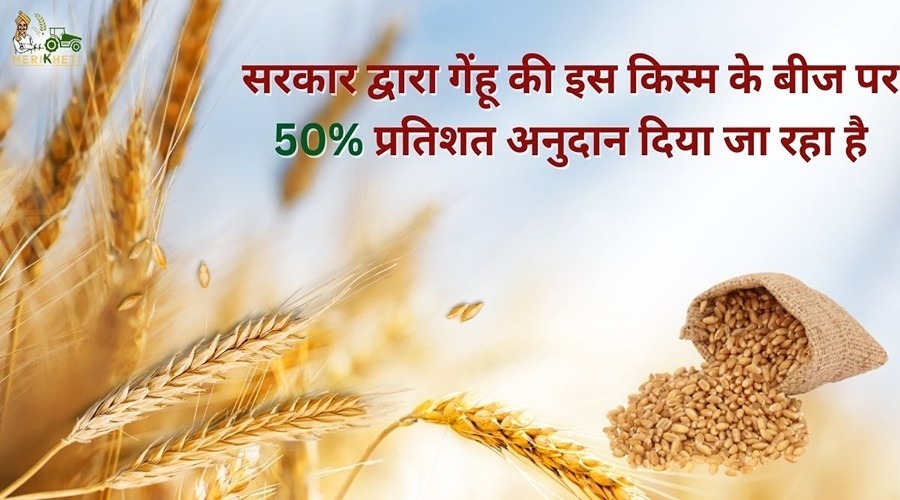  50% percent grant is being given by the government on this variety of wheat seeds