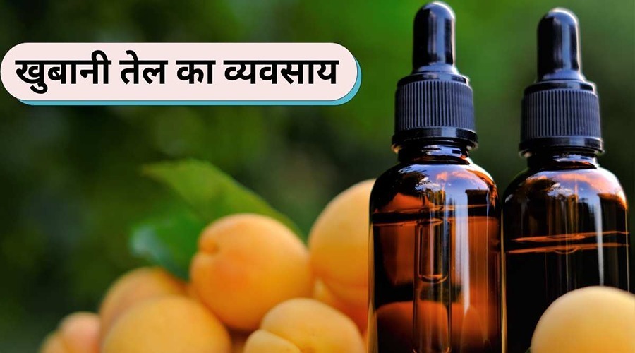 Farmers can earn income in lakhs by starting an apricot oil business.