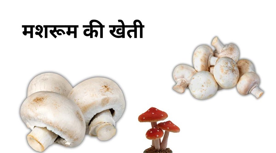 Mushroom Farming: Facility of 50 percent subsidy on mushroom cultivation