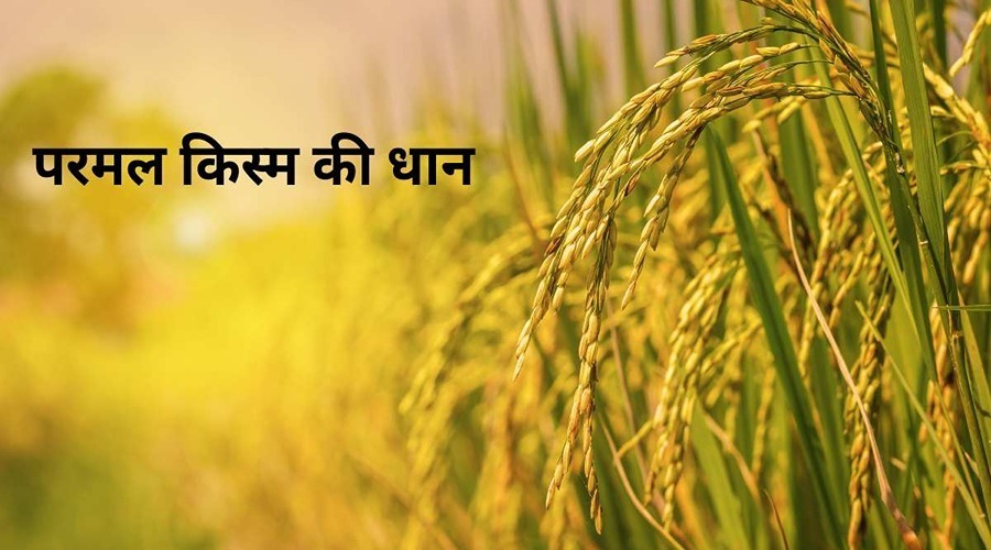 Farmers are disappointed with the absence of e-kharid of parmal paddy 