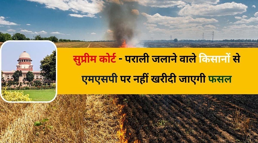 सुप्रीम कोर्ट - पराली जलाने वाले किसानों से एमएसपी पर नहीं खरीदी जाएगी फसल
