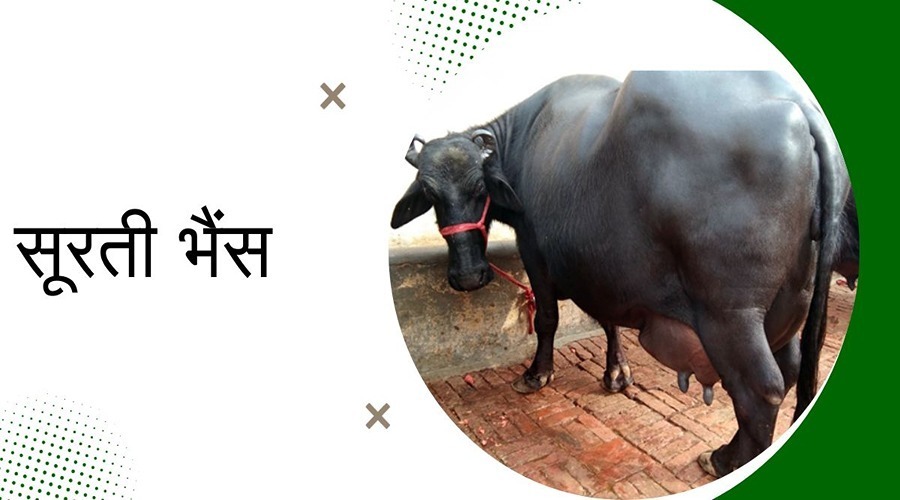 Price of Surati buffalo and ability to give milk