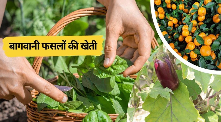 Farmers can earn lakhs by farming these horticulture crops in winter 