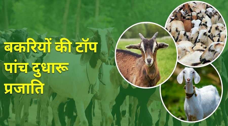  Top 5 goat species for milk production