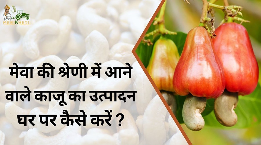 How to produce cashew nuts, which come under the category of dry fruits, at home?