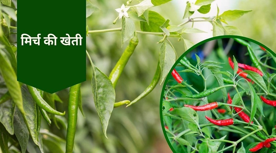 Farmers can earn good profit by cultivating chillies 
