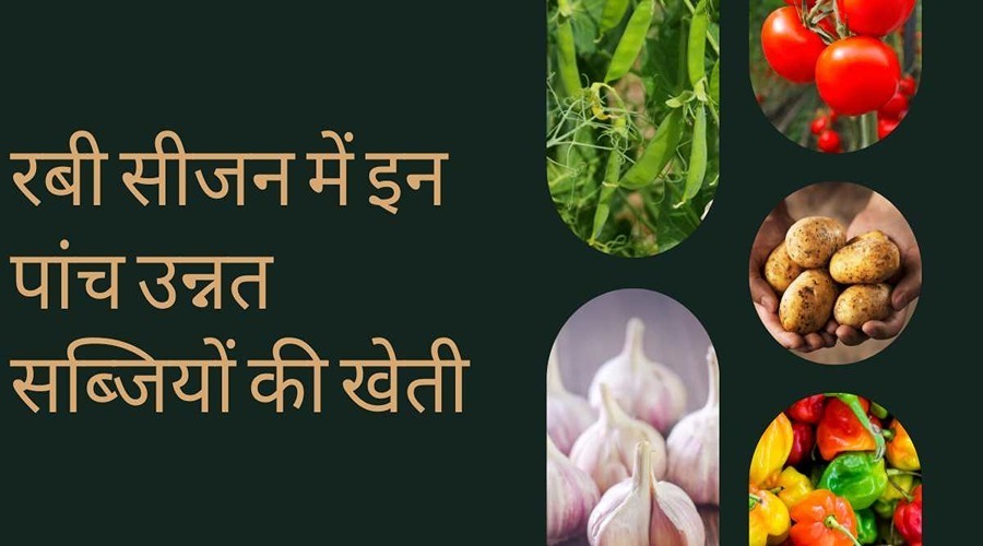  Farmers can achieve great yield from the cultivation of these five advanced vegetables in the Rabi season